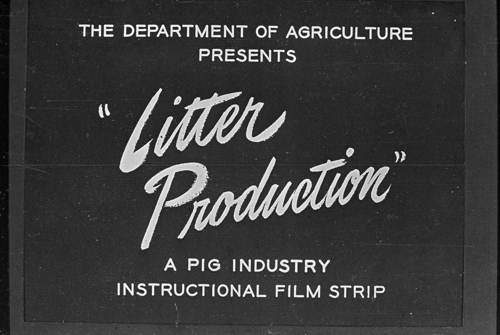Pig husbandry. 3. Litter production: a pig industry instructional film
