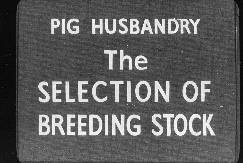 Pig husbandry. 4. Selection of breeding stock