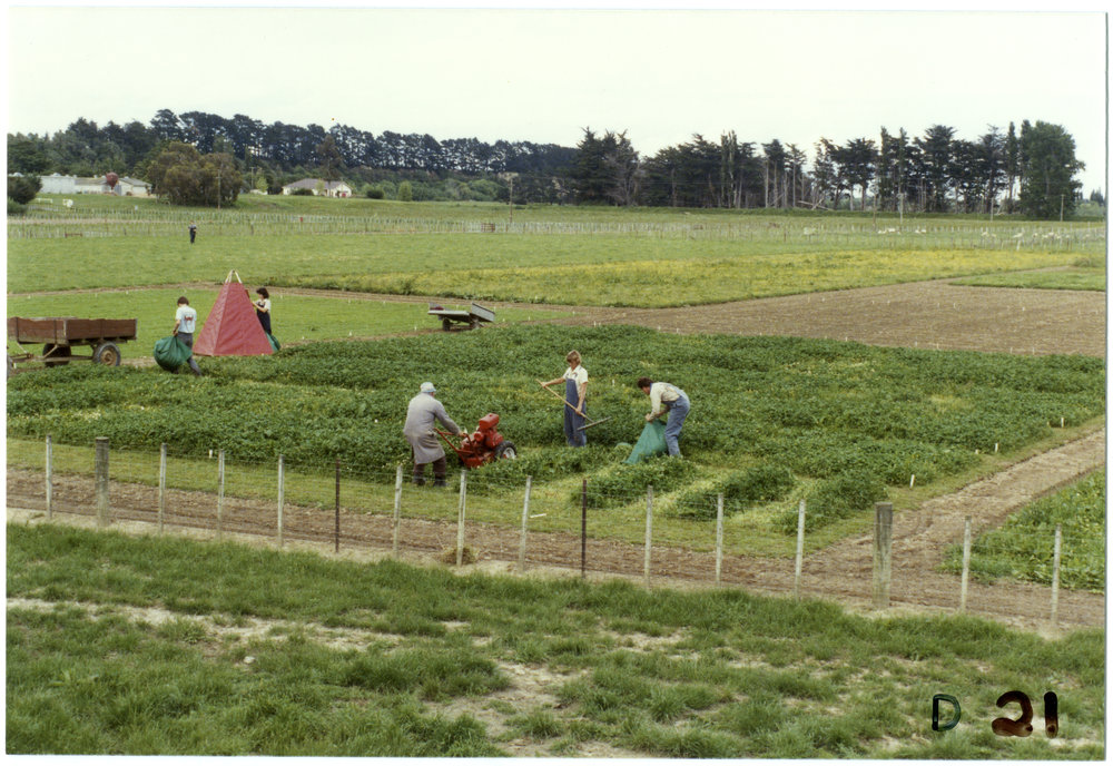Rodger Claydon working on a plot: distance view