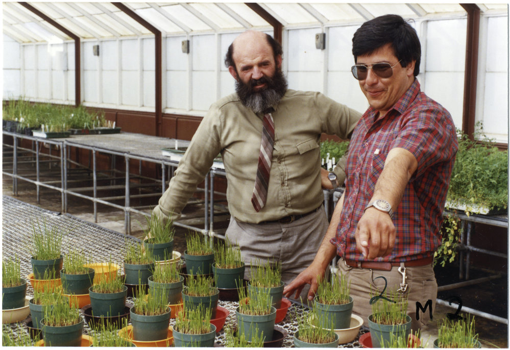 Emilio Ruz and Roger Ball inspecting plants in a glasshouse