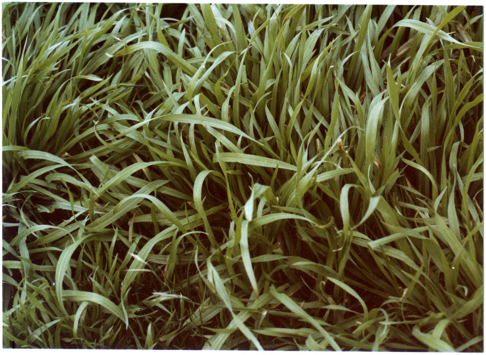 Prairie grass on Rawhiti Station: close up