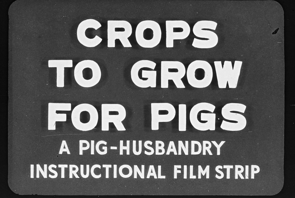 Pig husbandry. 6. Crops to grow for pigs: a pig industry instructional film