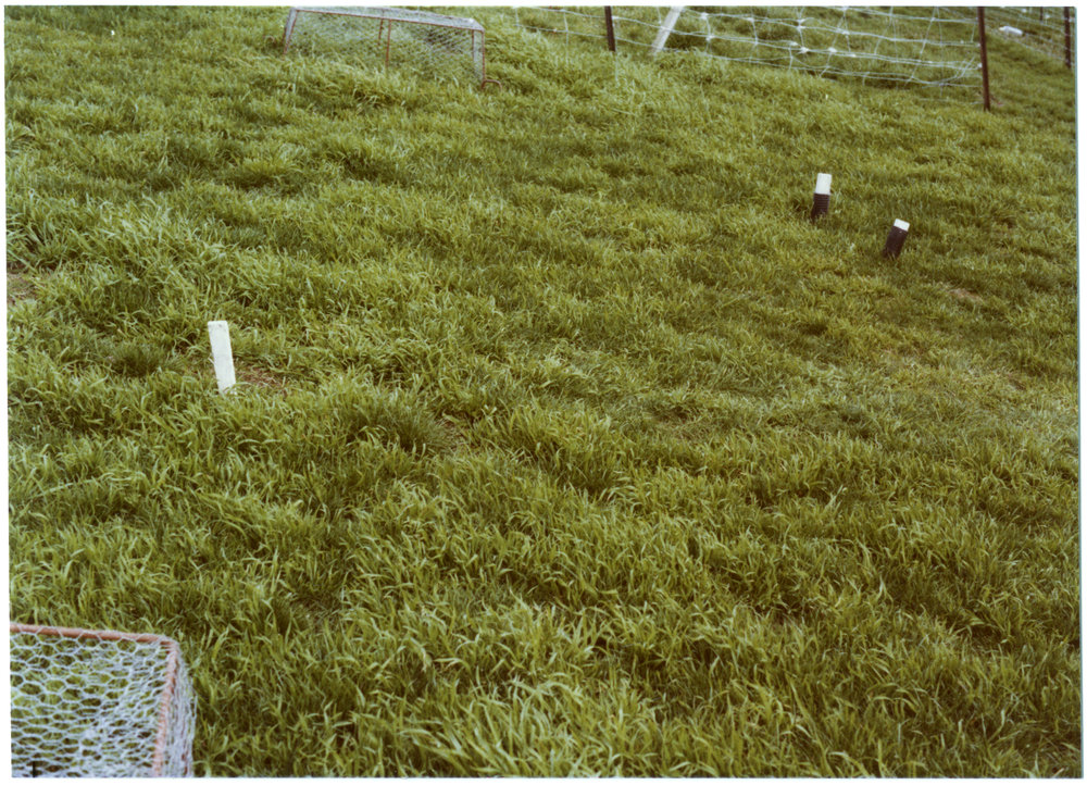 Mature prairie grass on Rawhiti Station 