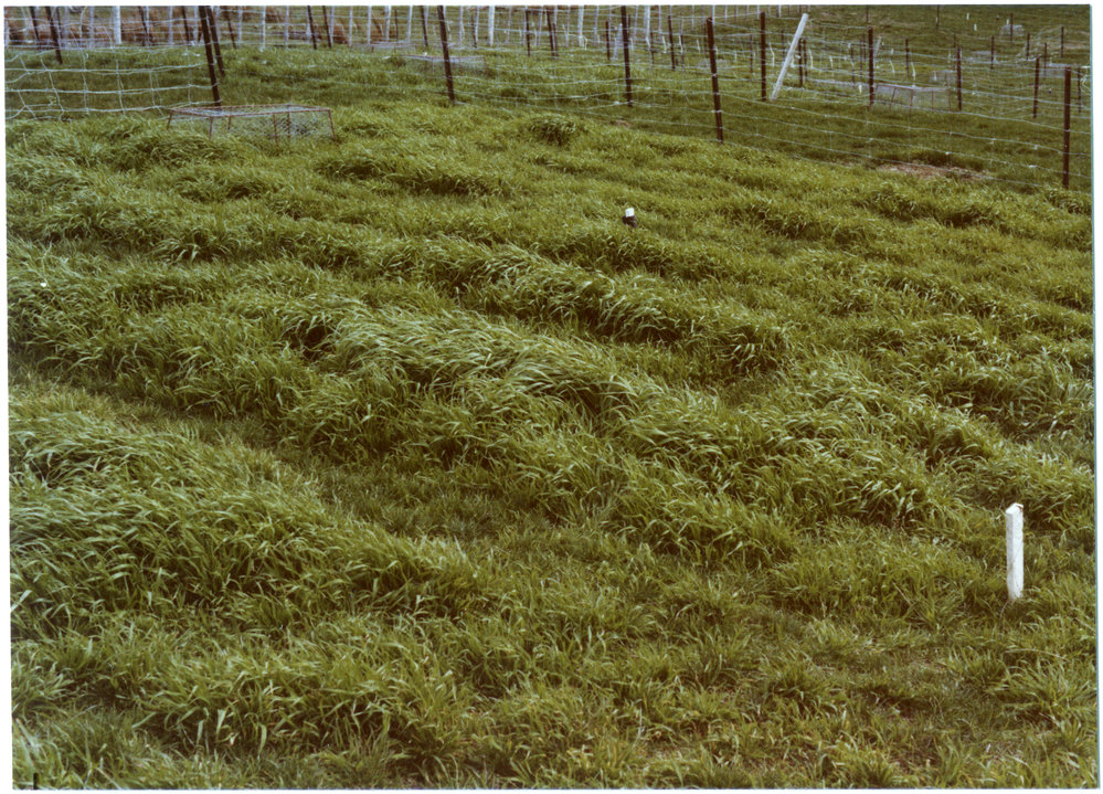 Wide view of prairie grass on Rawhiti Station
