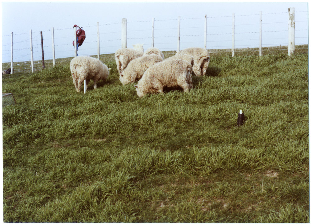 Sheep grazing on prairie grass on Rawhiti Station
