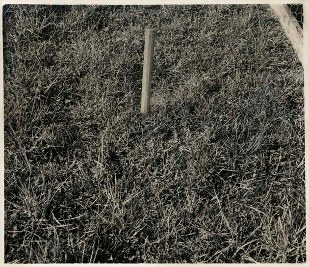 Drainage frame on an un-drained plot: close-up: image and reverse of card 
