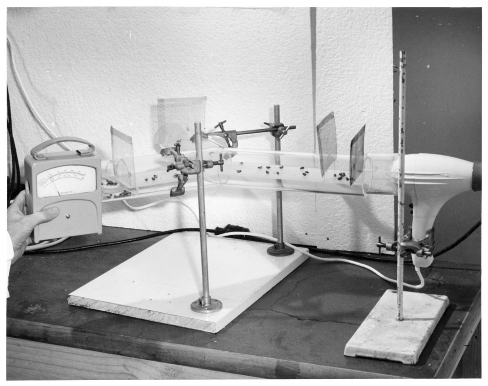 Olfactometer with grass grub beetles