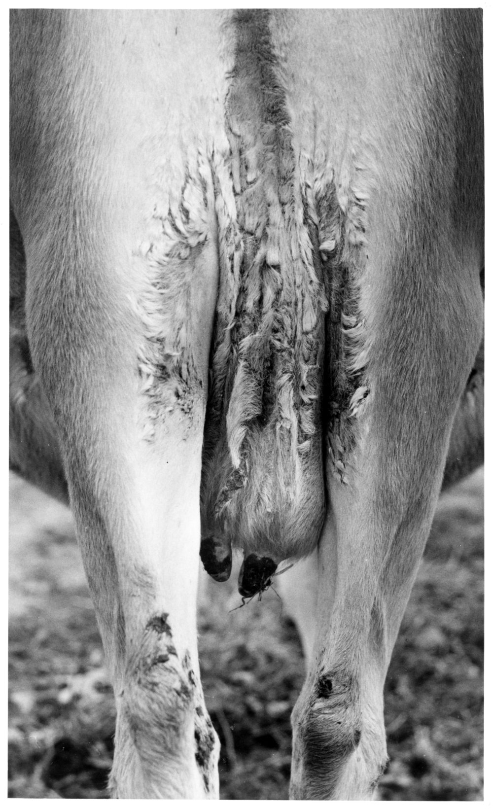 Dairy cow with facial eczema lesions
