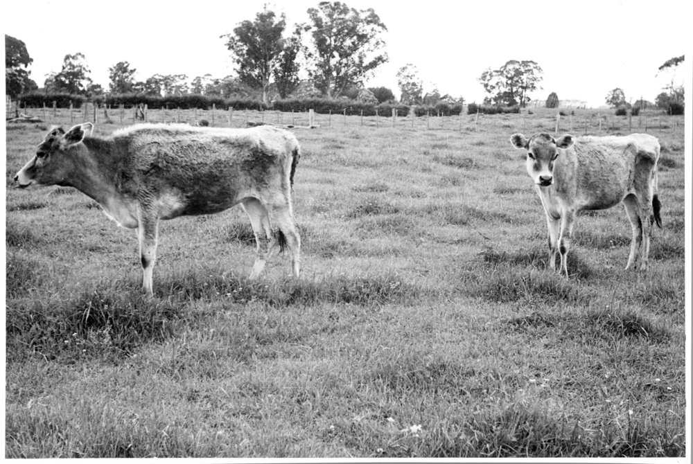 Unthrifty dairy cattle