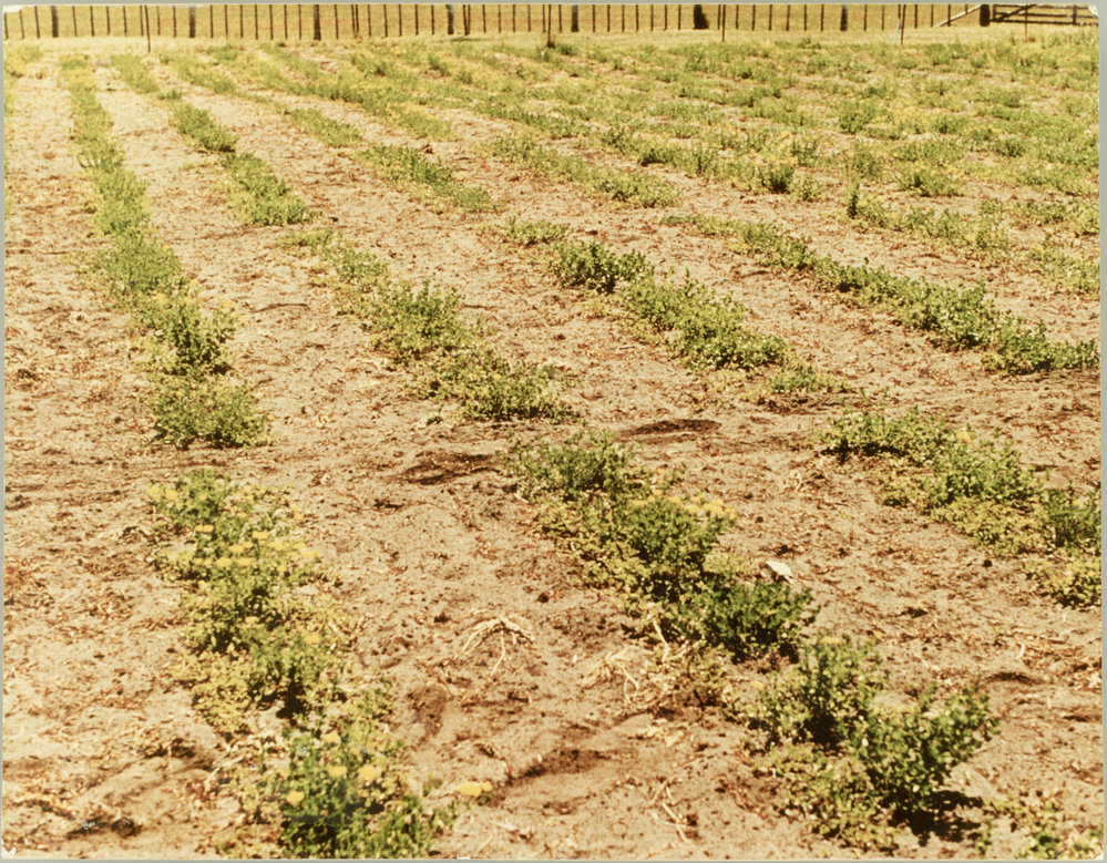 Lotus screening at Flock House