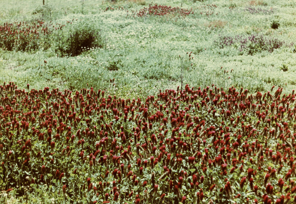 Crimson clover