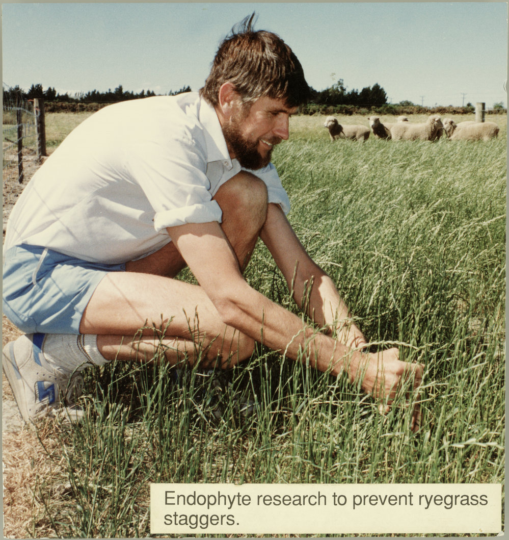 Lester Fletcher examining ryegrass