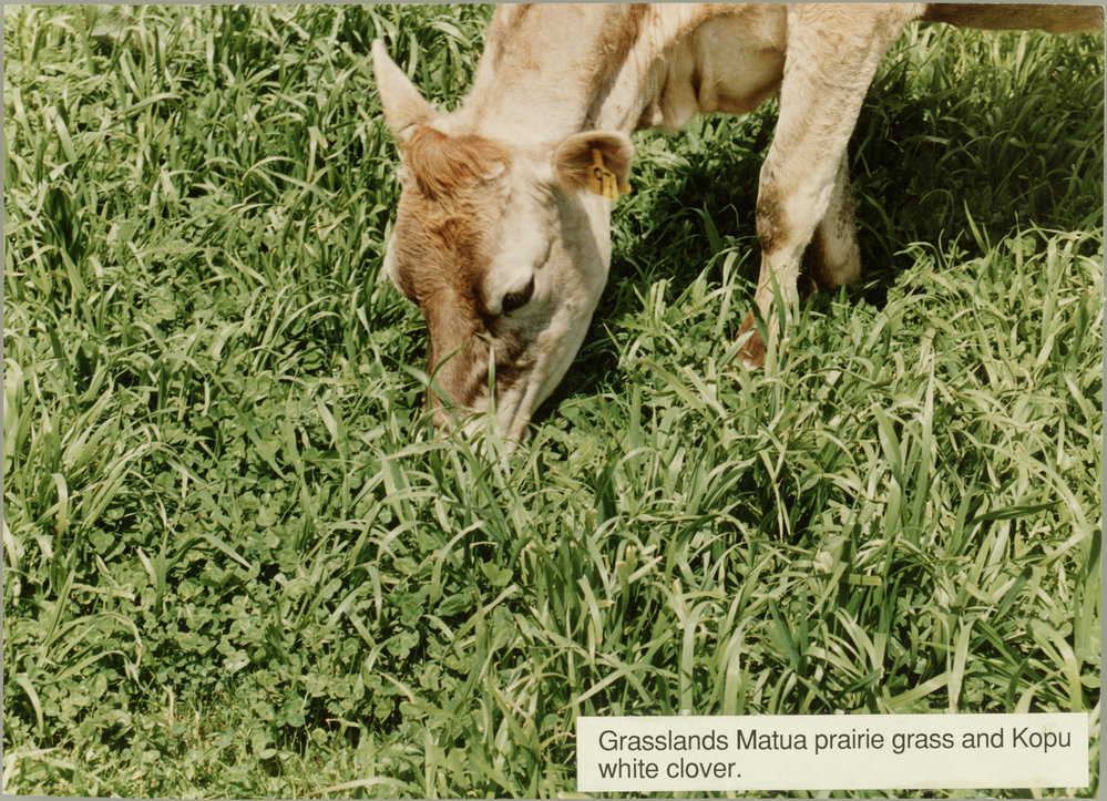 Cow eating Matua prairie grass