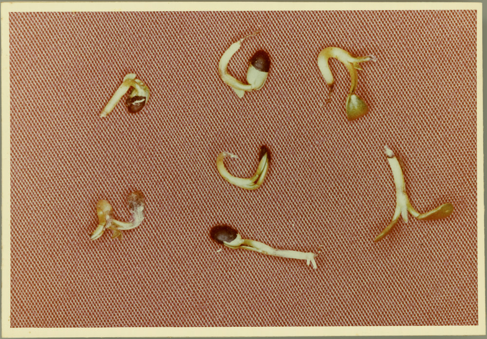 Clover seedlings infected by fungus