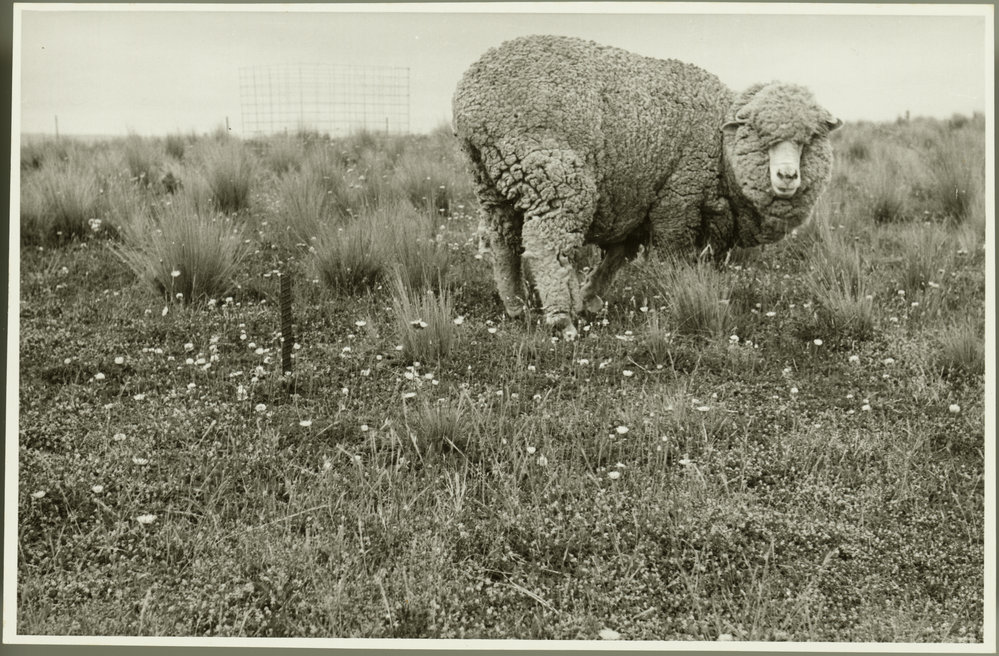 Sheep standing in a paddock of Mouse-ear hawkweed