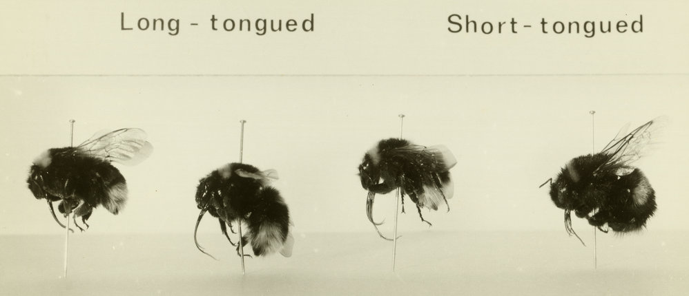 Displayed bumblebees