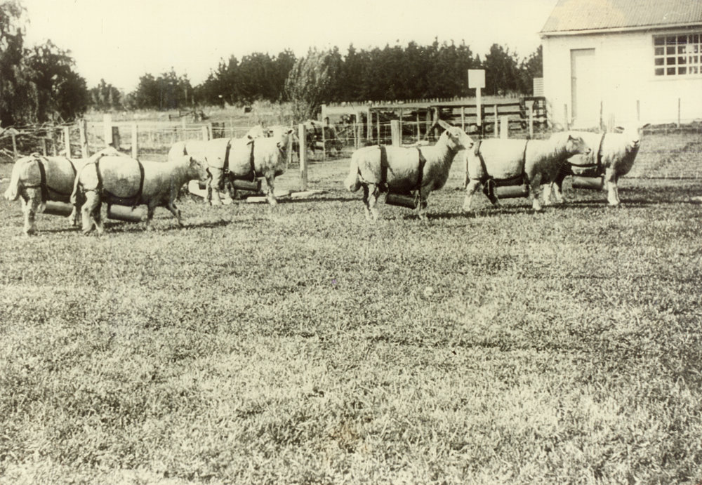 Sheep wearing urine capturing devices