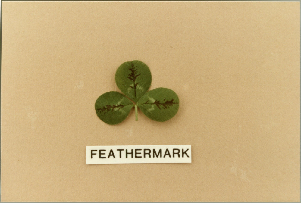 Clover leaf, feathermark