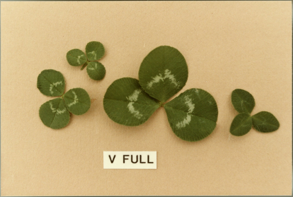 Clover leaves, V full