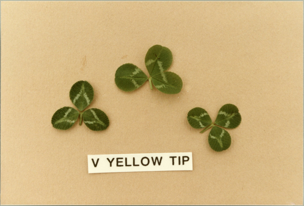 Clover leaves, V yellow tip