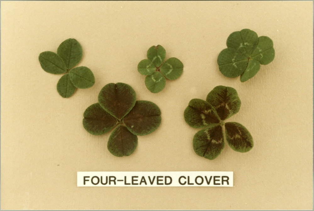 Clover leaves, four-leaved clover