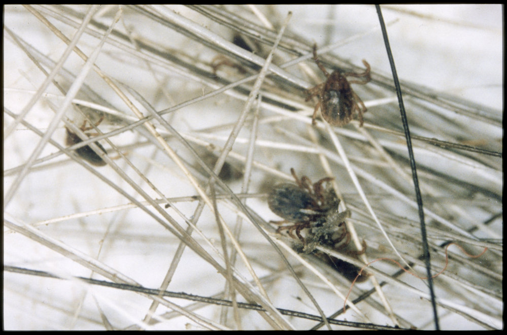 Tick nymphs amongst deer hair