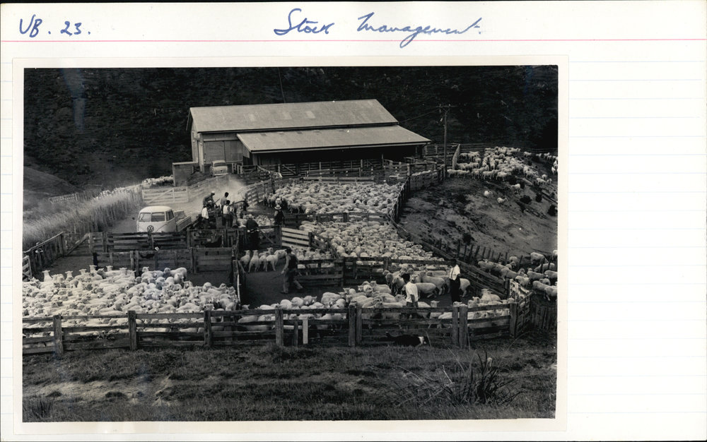 Sheep in farm yard pens