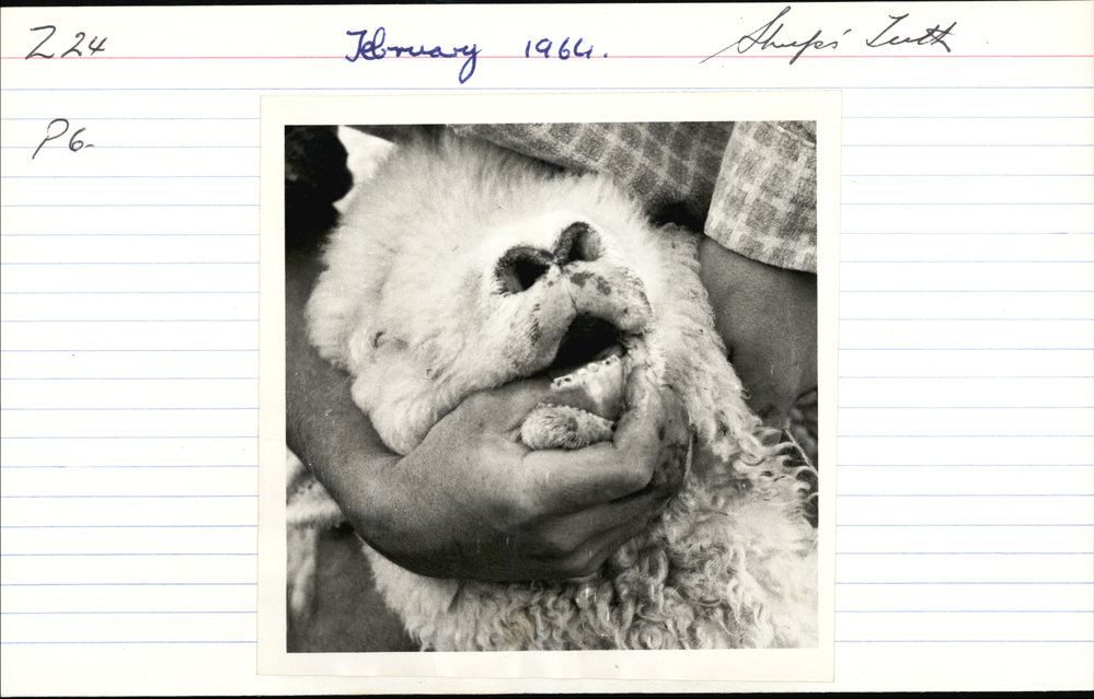 Sheep's teeth. 3. Short