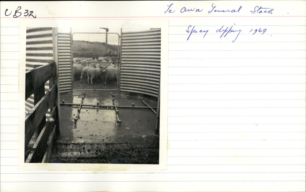 Spray dipping. 2. Sheep in holding area outside spray pen