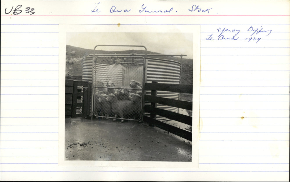 Spray dipping. 3. Sheep in spray pen