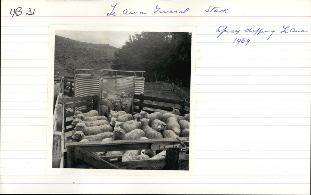 Spray dipping. 4. Sheep inside, and penned outside the spray pen