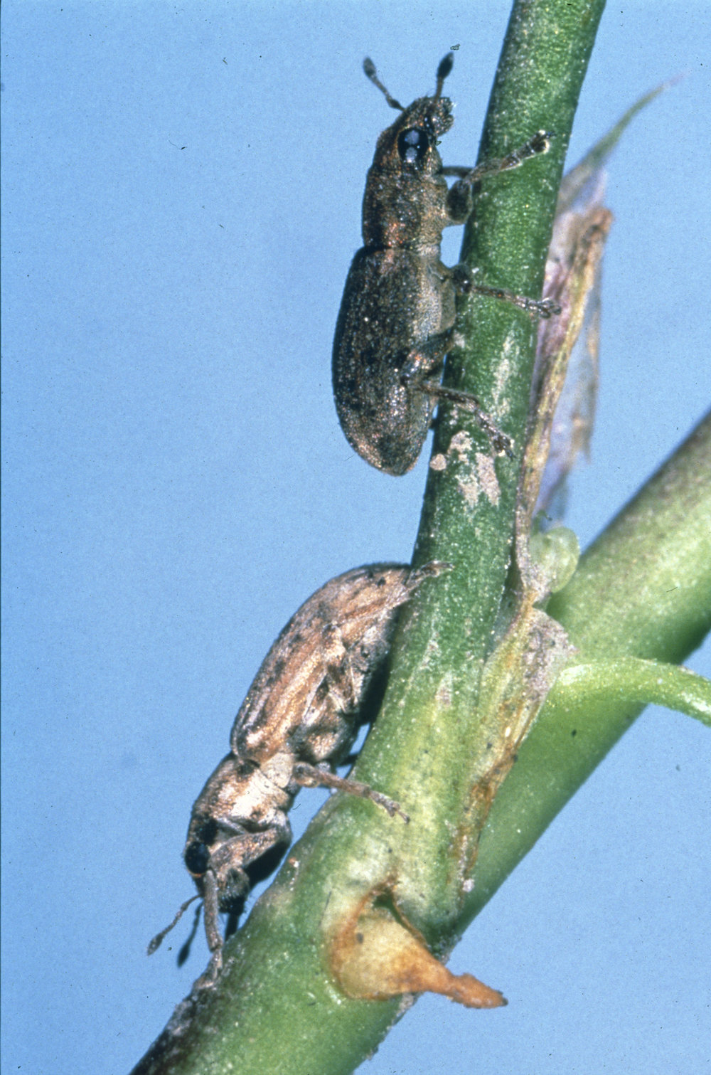 Clover root weevils: on a stem