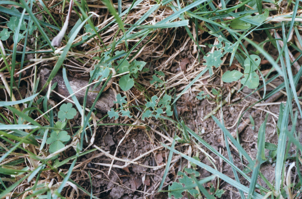 Damaged white clover 