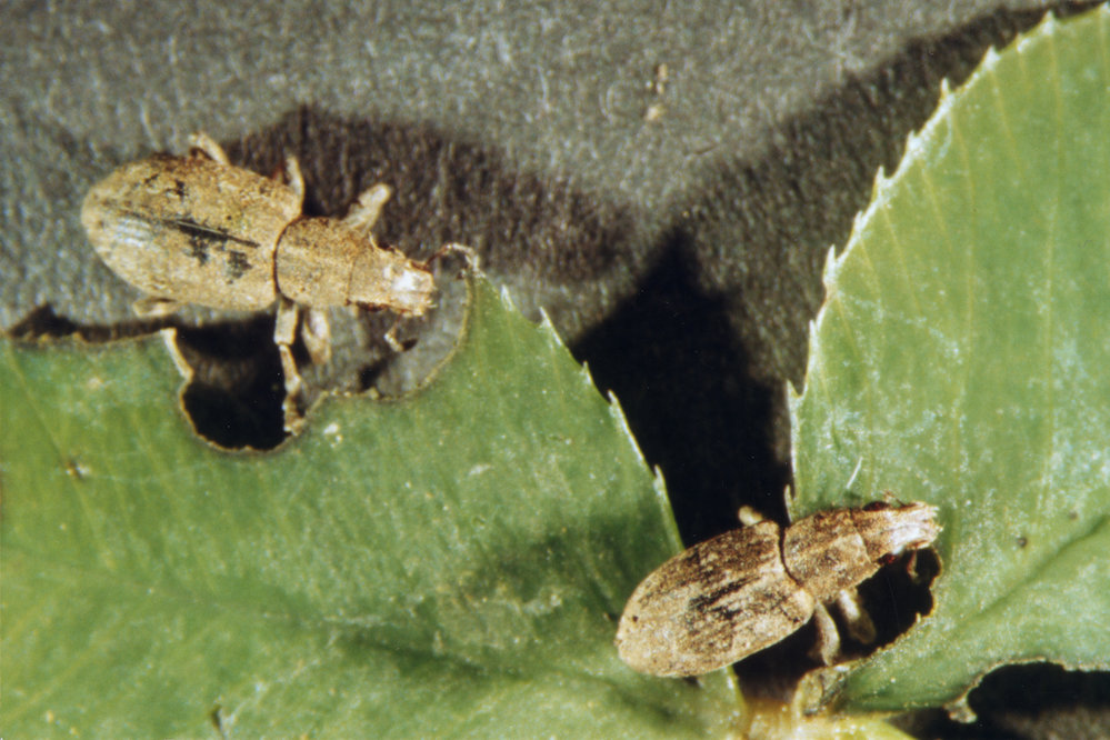Clover root weevils eating white clover