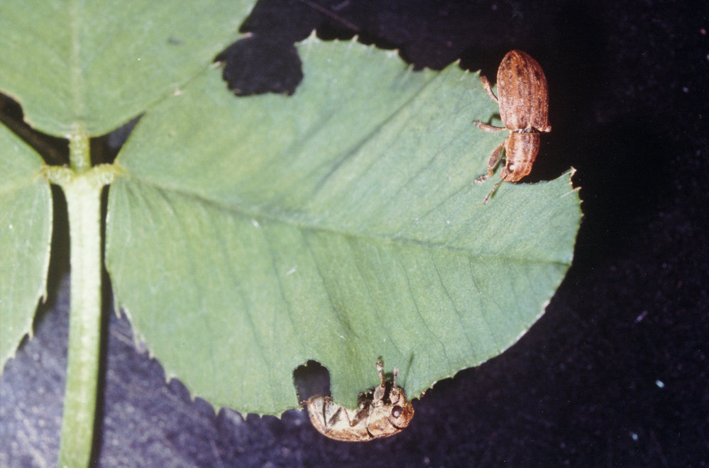 Clover root weevils on the edge of a white clover leaf 