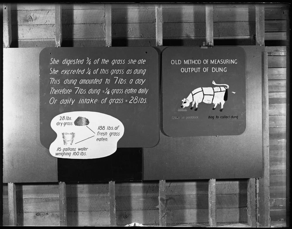 Measuring a cow's output of dung