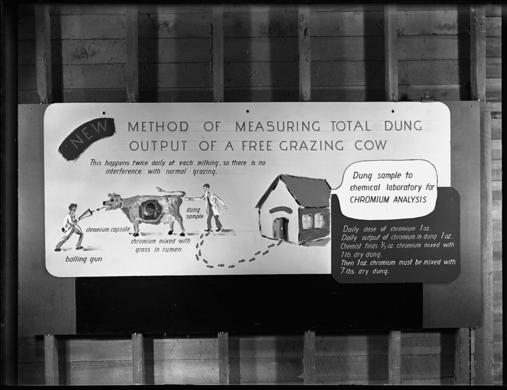 Measuring total dung output of a free grazing cow