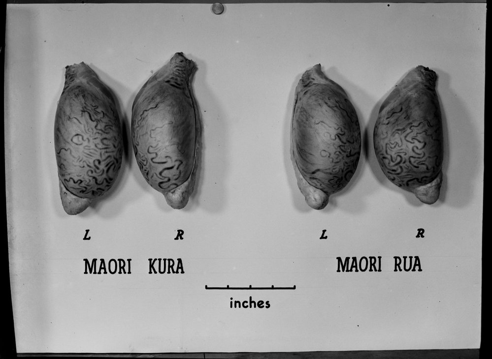 Bull testicles: reverse view