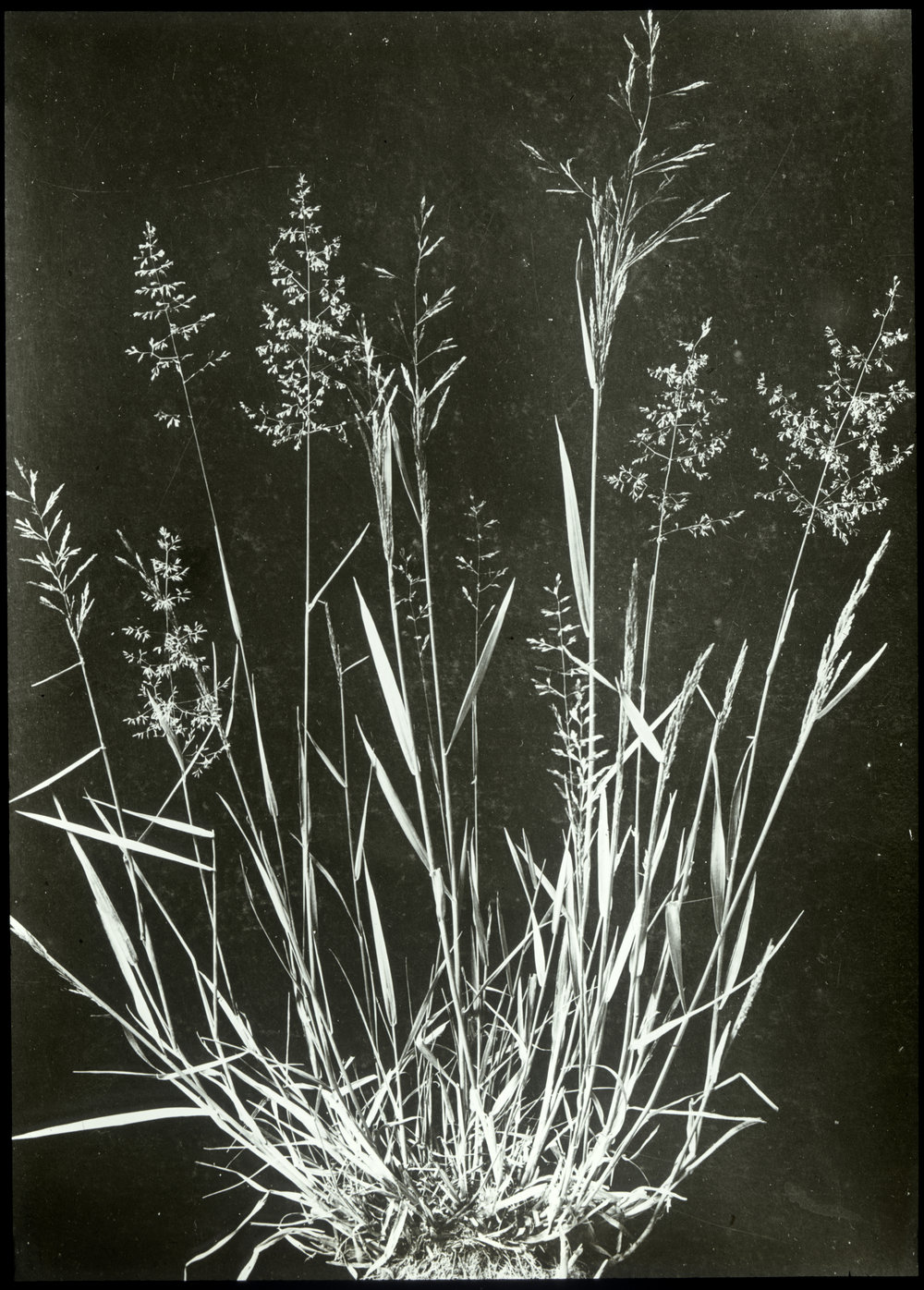 Brown top grass: close-up