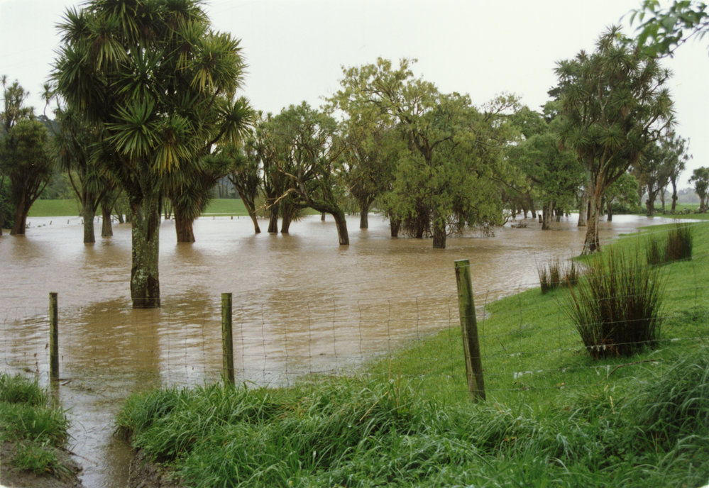 Turitea stream in flood. 8. Flooding amongst the treeline