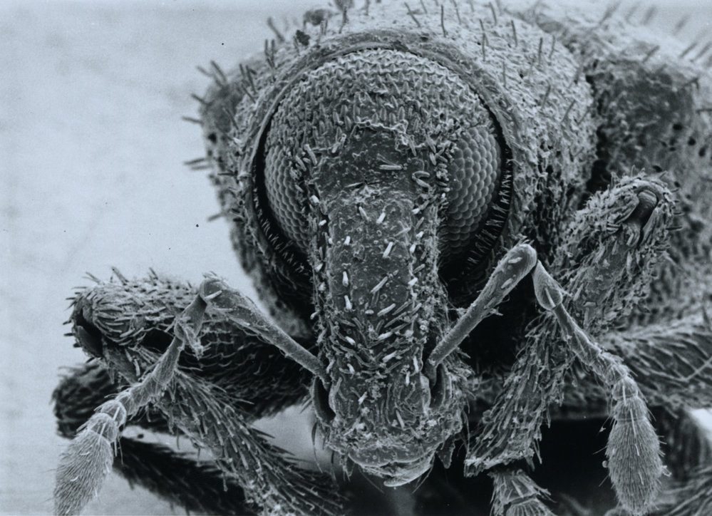 Clover root weevil: large