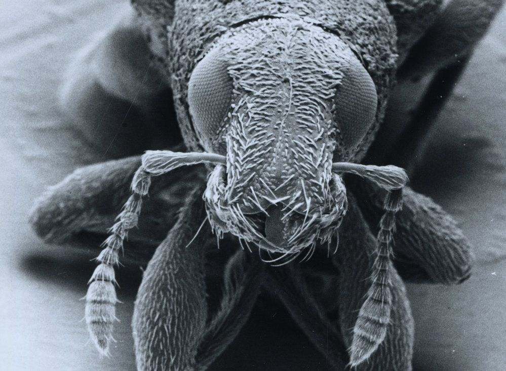 Clover root weevil: medium