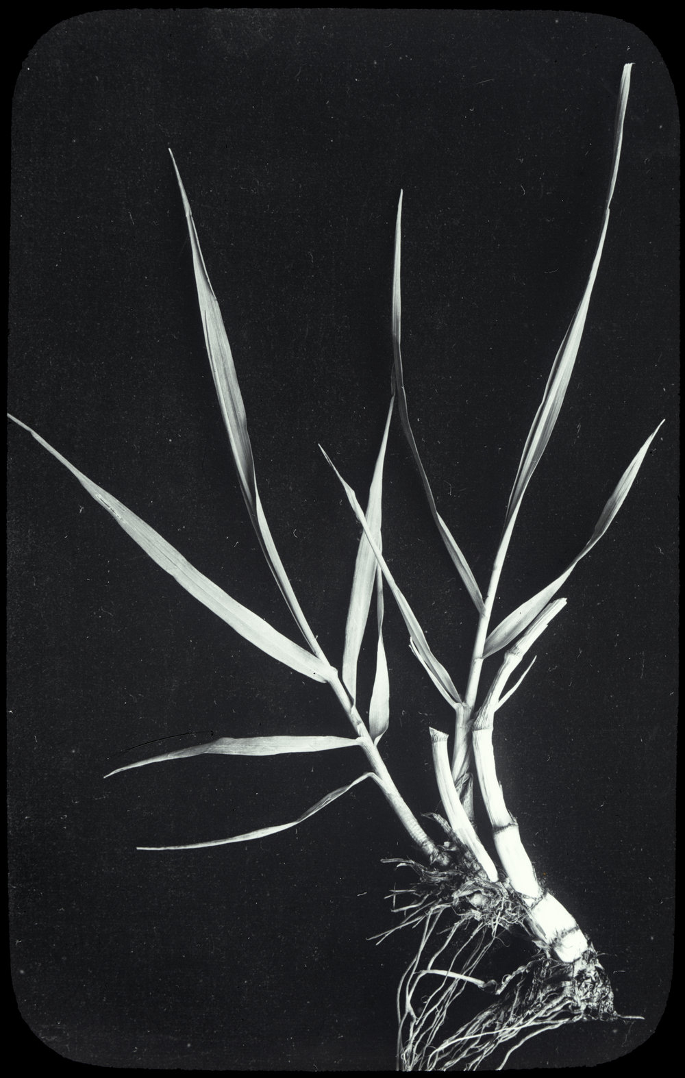 Timothy grass: close-up