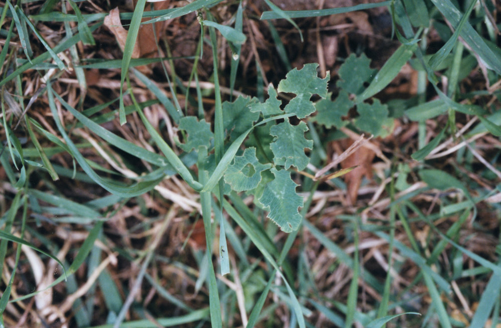Damaged white clover: close-up