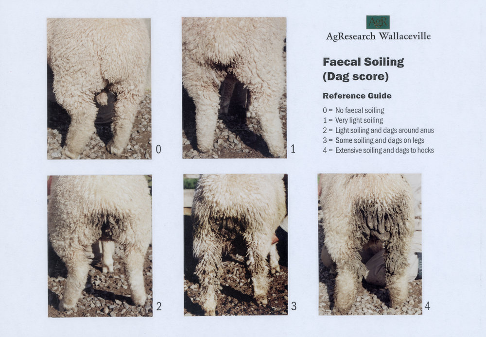 Faecal soiling (dag score)