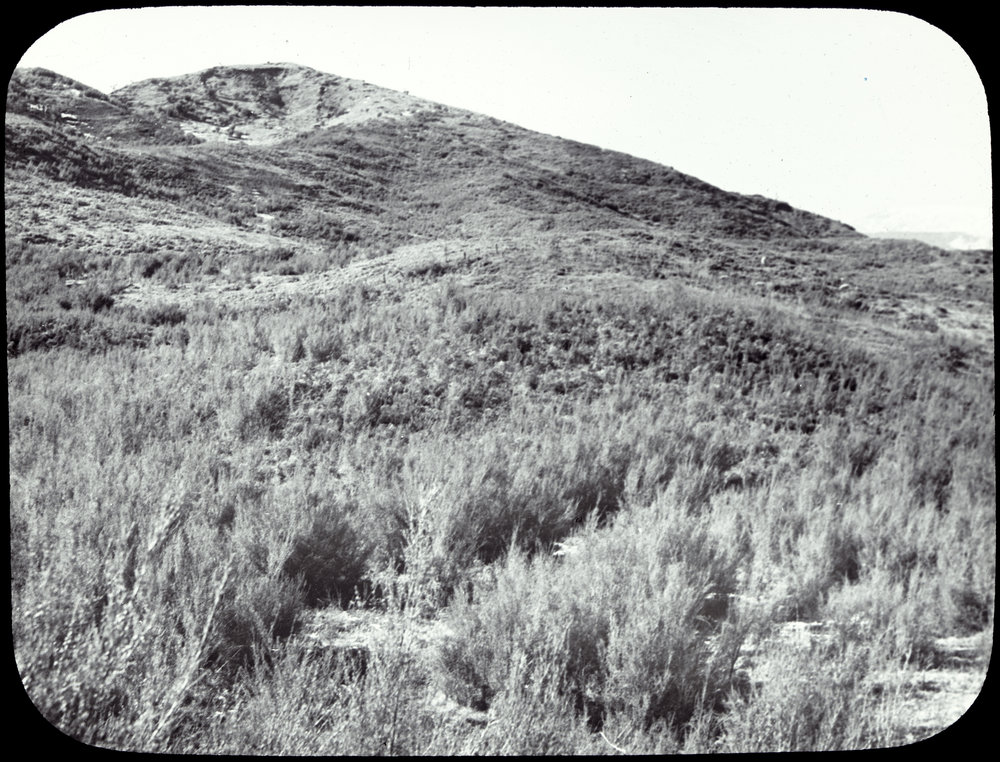 Scrub land with pumice cover