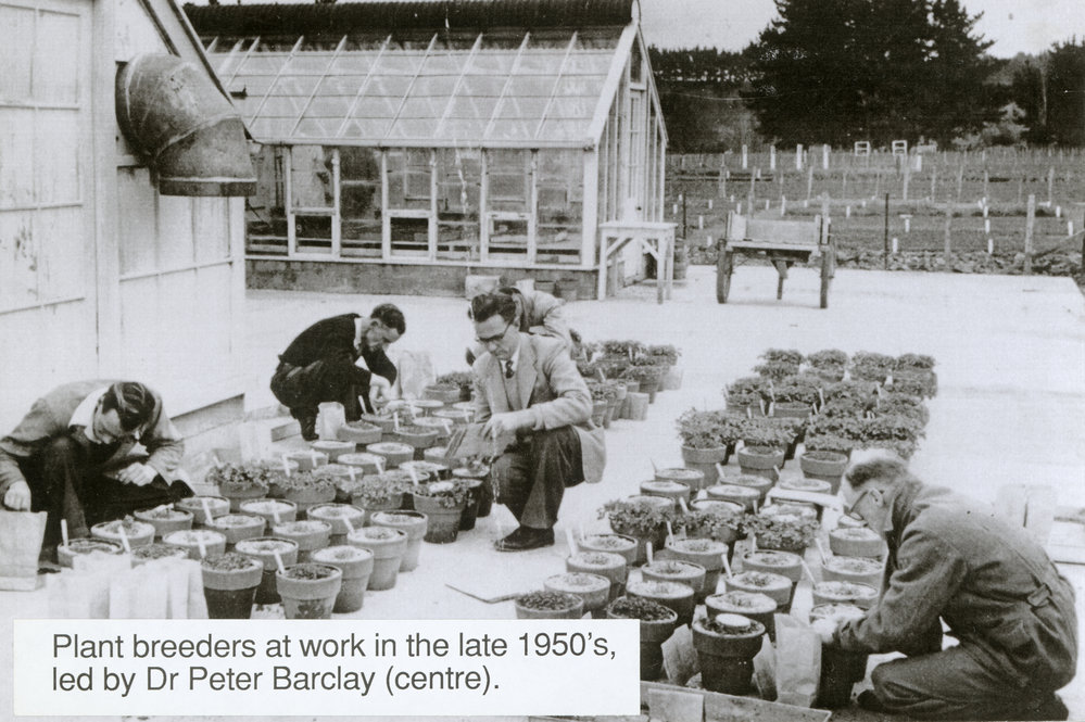 Plant breeders at work