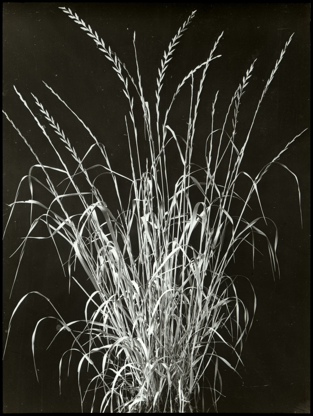 Perennial ryegrass: close-up