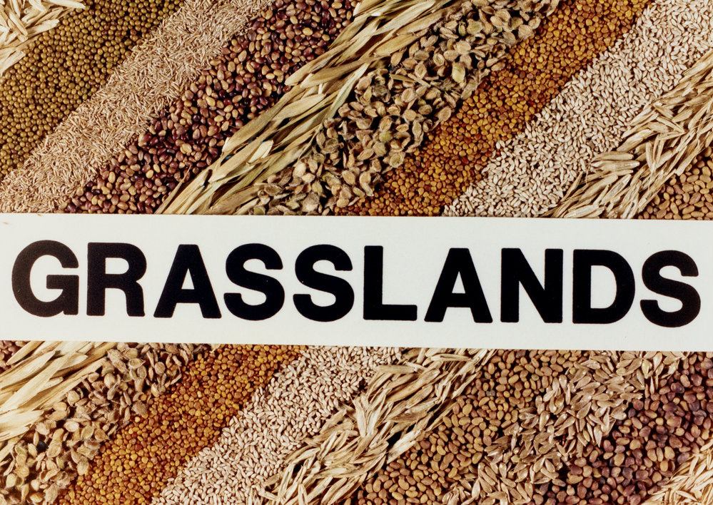 Grasslands name as a logo