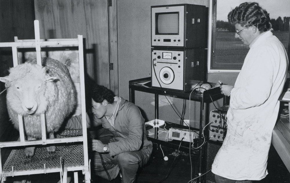 Multiple pregnancy testing in sheep. 3.